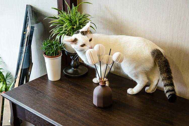 reed-diffuser-and-cat-on-table