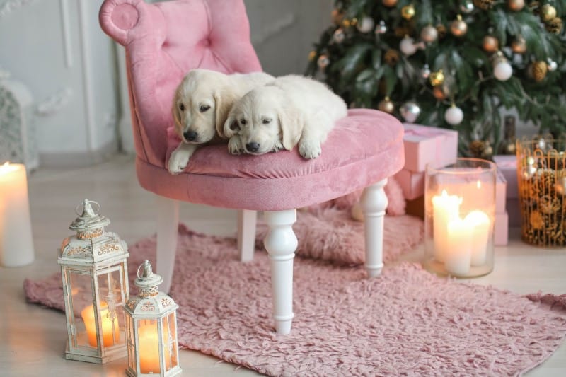 are scented wax candle warmers safe around dogs