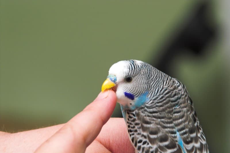 Can Air Freshener Kill Birds