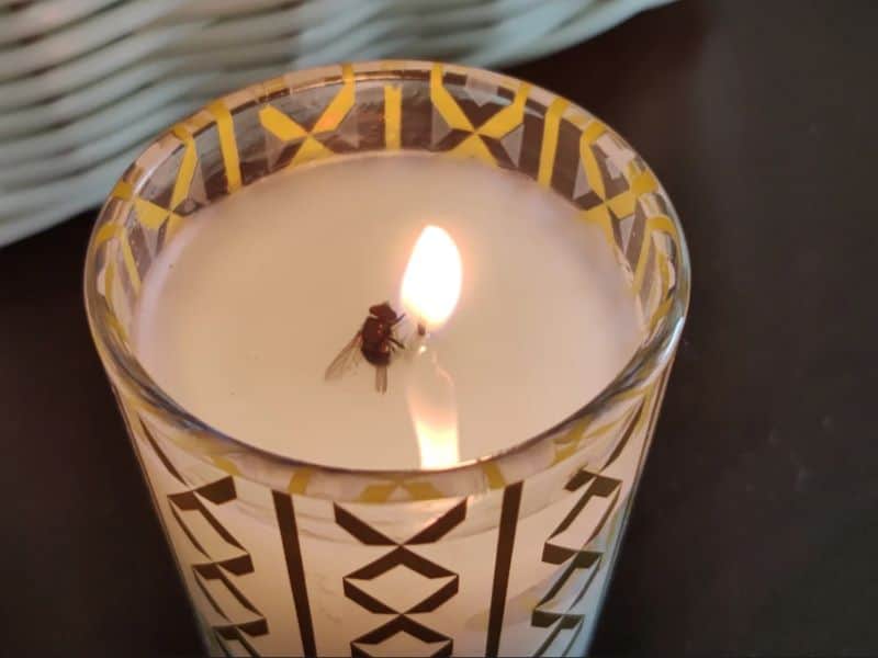Do Candles Attract Fruit Flies