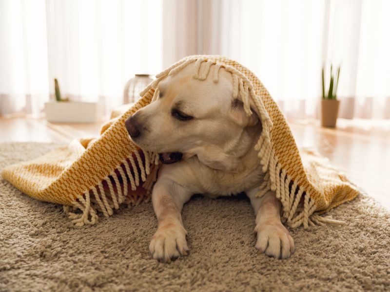 is diffusing oils safe for dogs